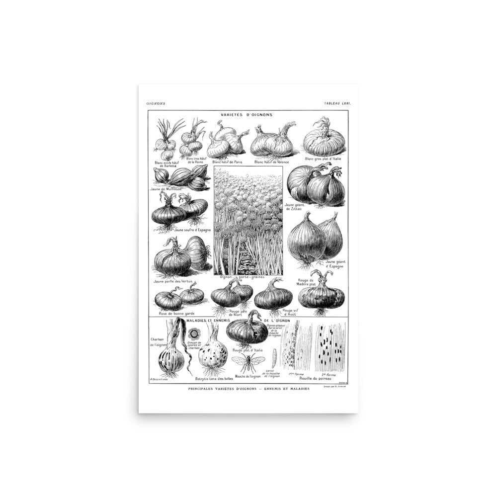 Onion Botanical Poster