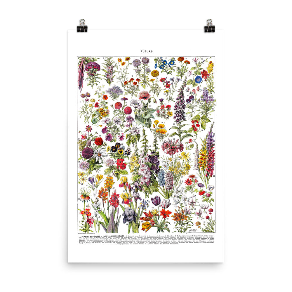 Annual and bi-annual flowers botanical poster chart by Adolphe Millot