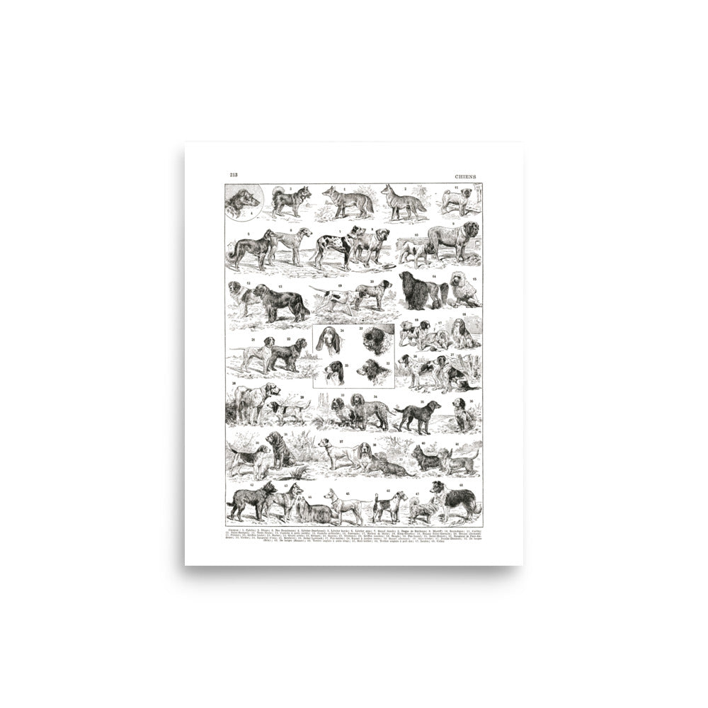 Grande affiche de races de chiens en noir et blanc