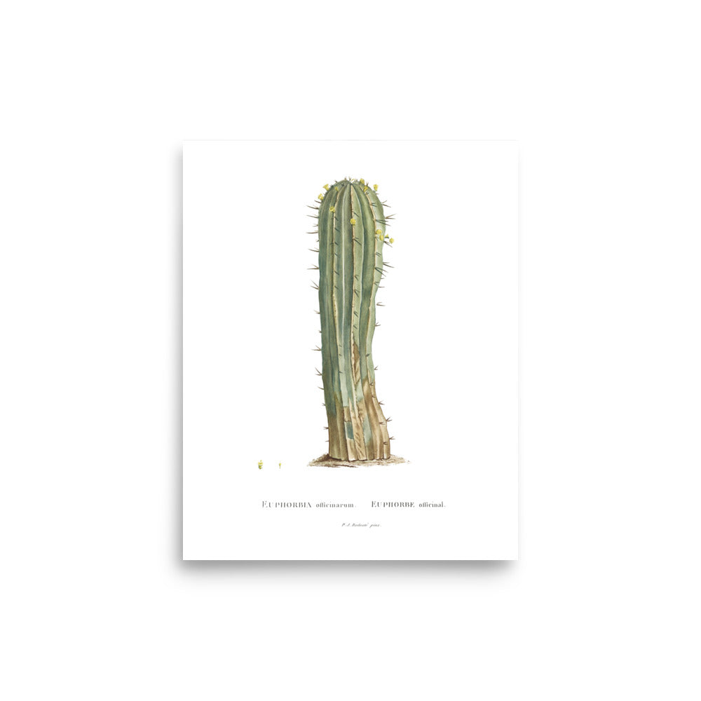 Euphorbia Officinarum Succulent Botanical Poster by Redouté