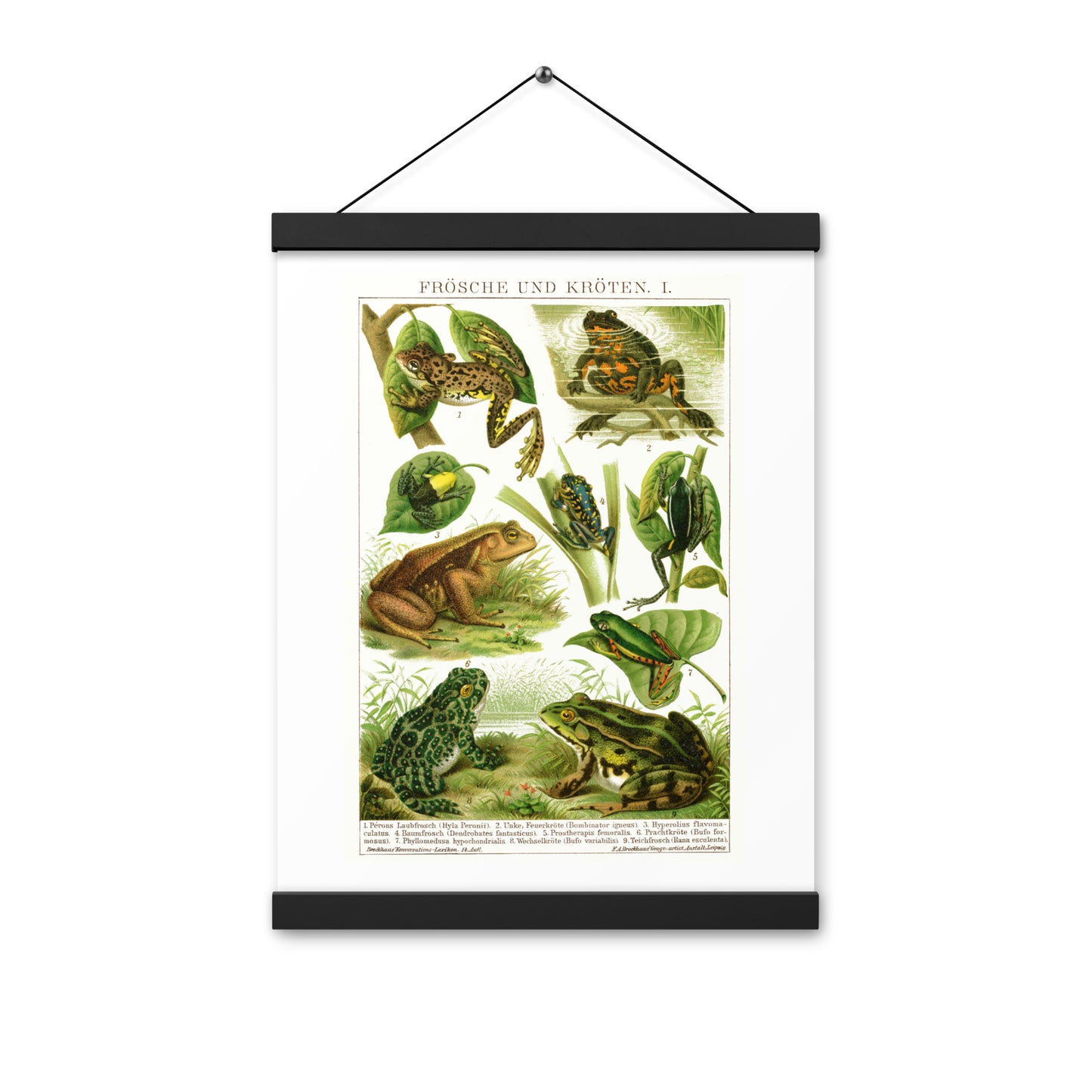 Frogs poster with wooden magnetic holder