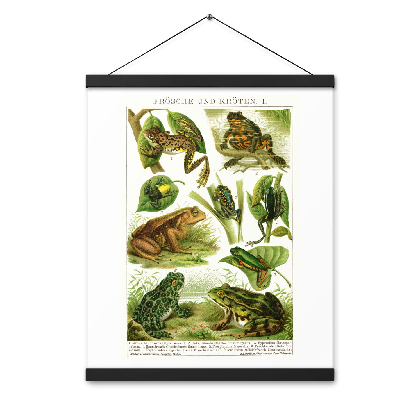 Frogs poster with wooden magnetic holder