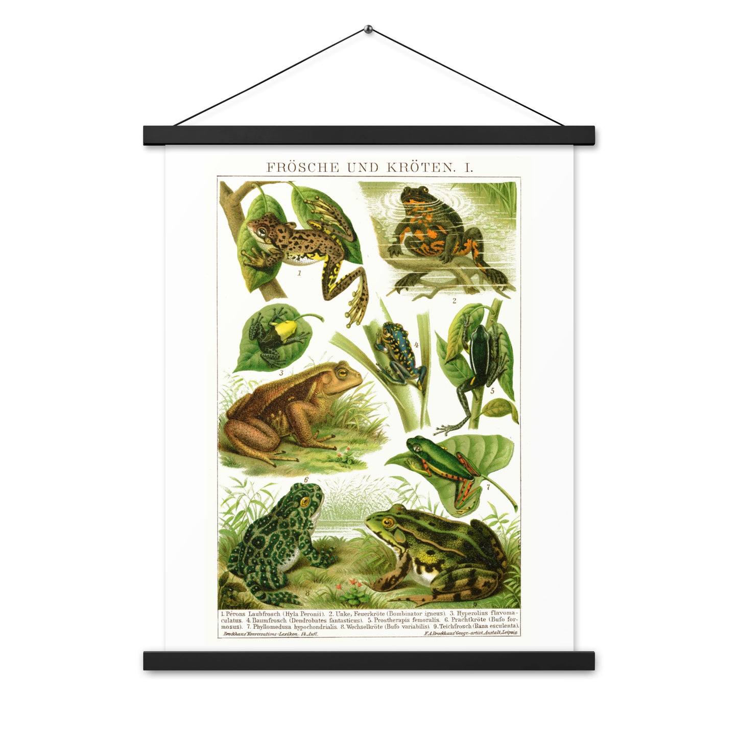 Frogs poster with wooden magnetic holder