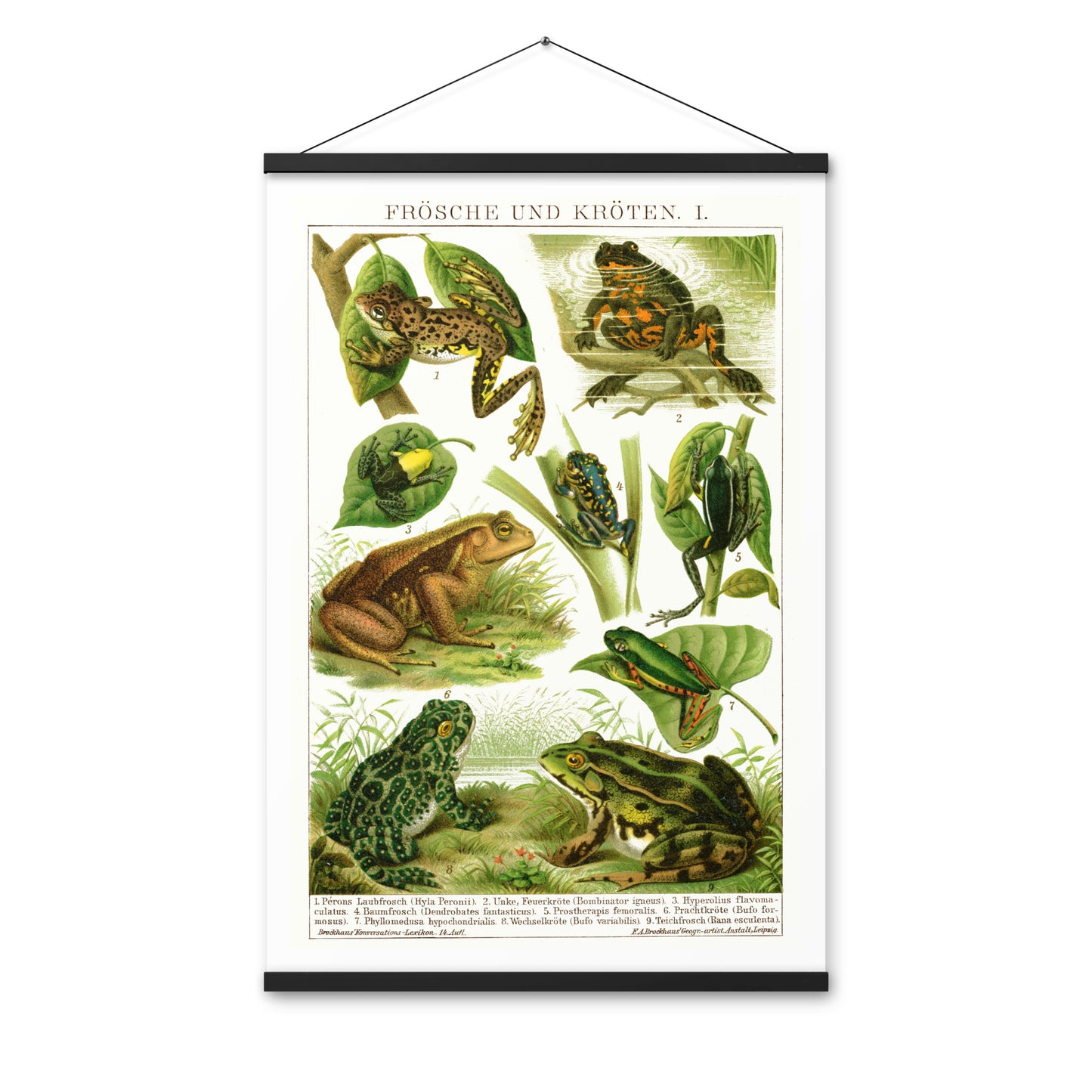 Frogs poster with wooden magnetic holder