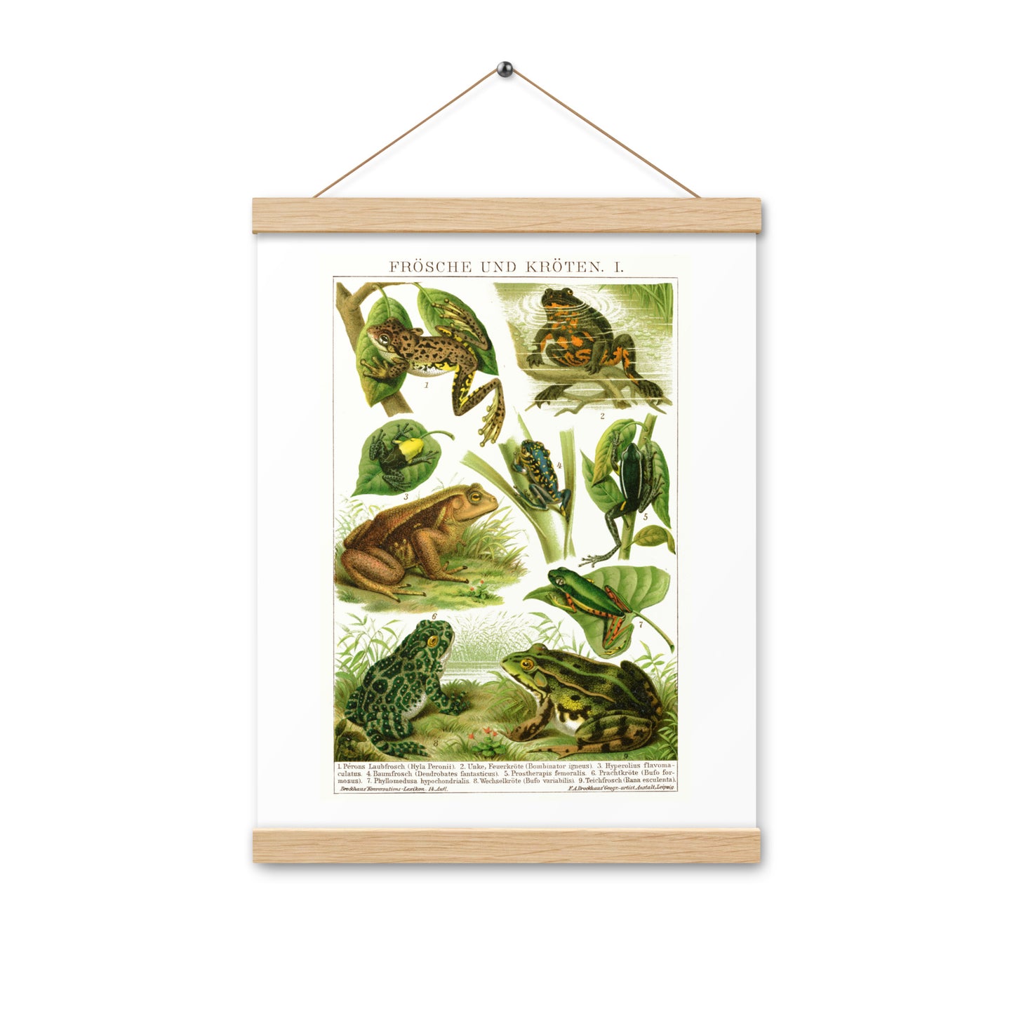 Frogs poster with wooden magnetic holder