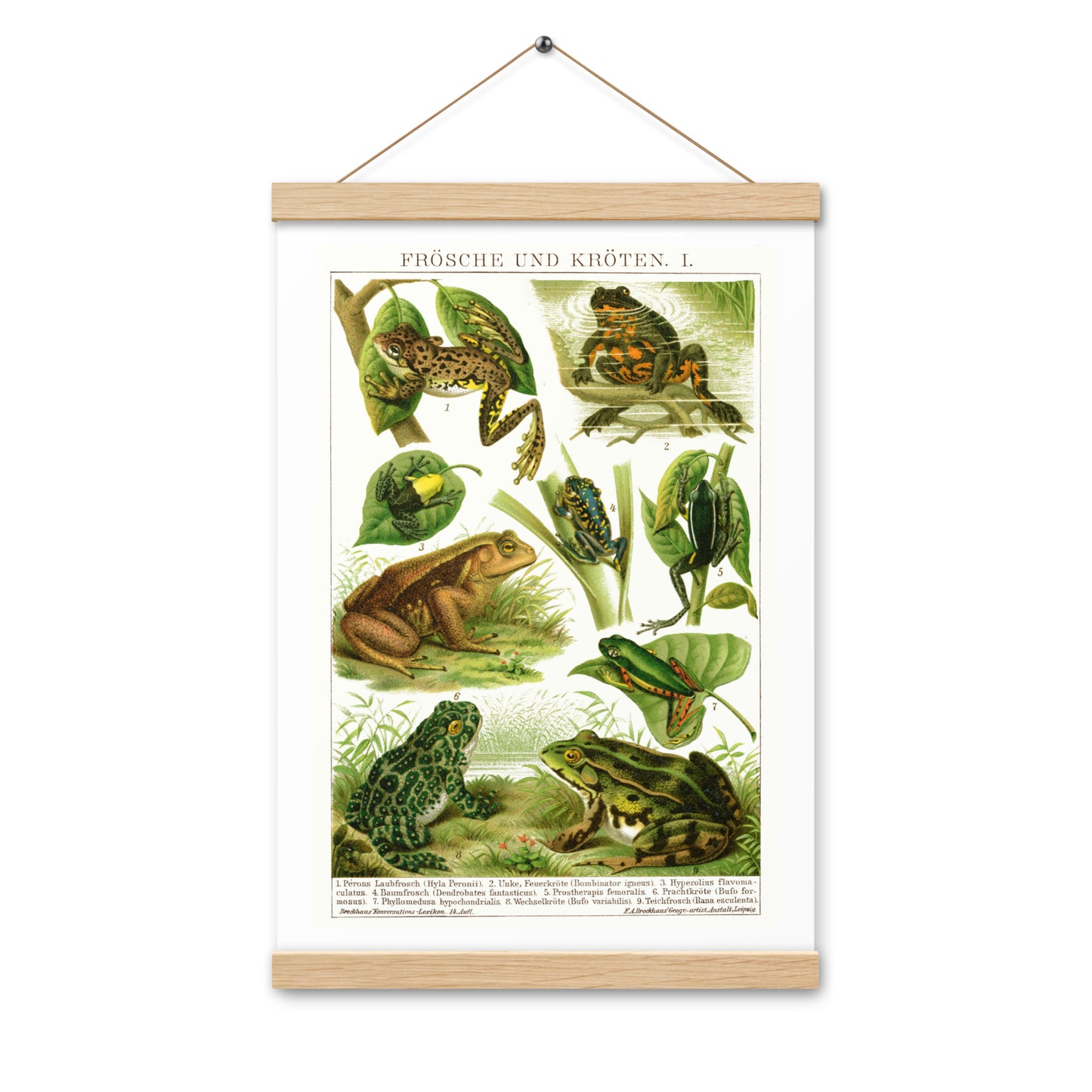 Frogs poster with wooden magnetic holder