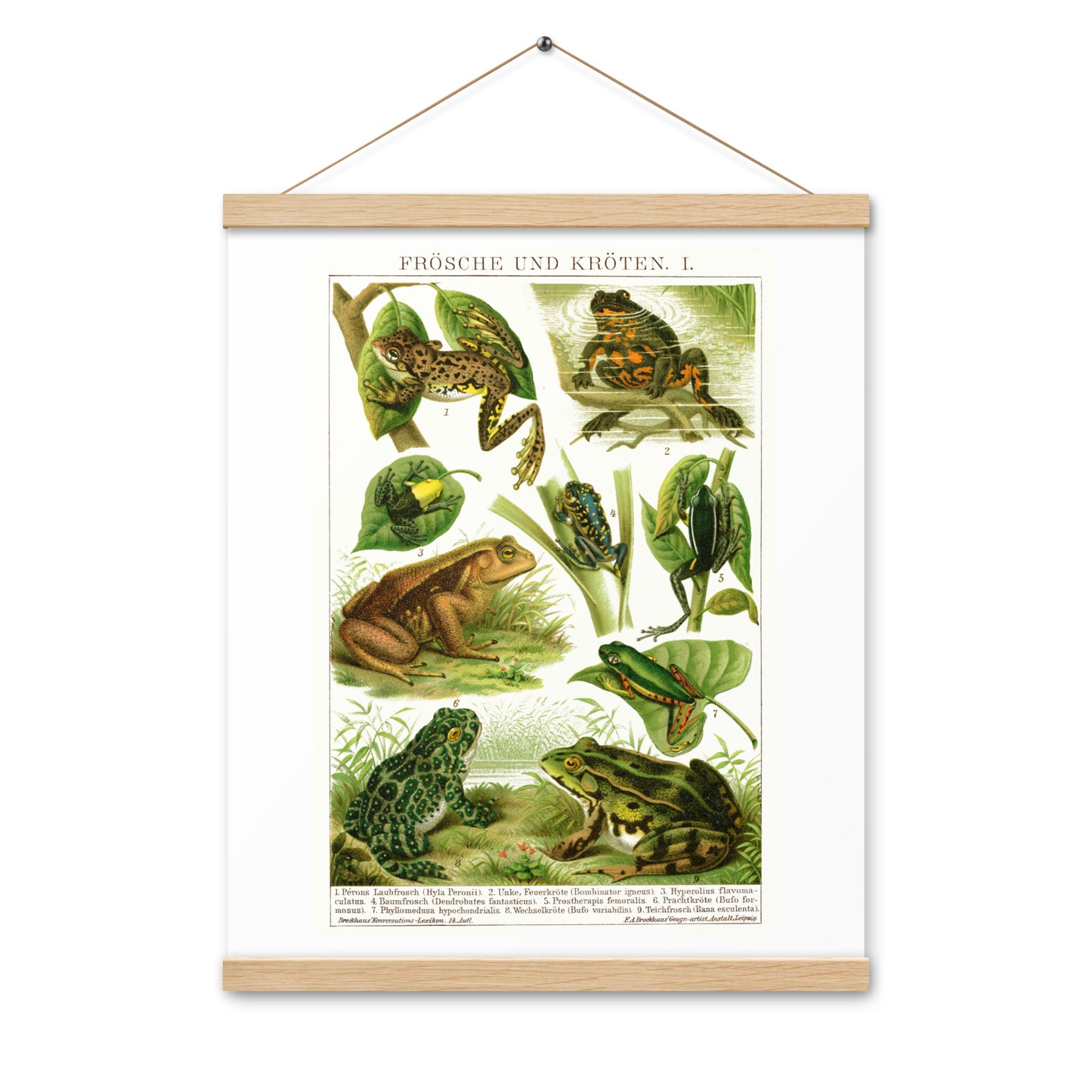 Frogs poster with wooden magnetic holder