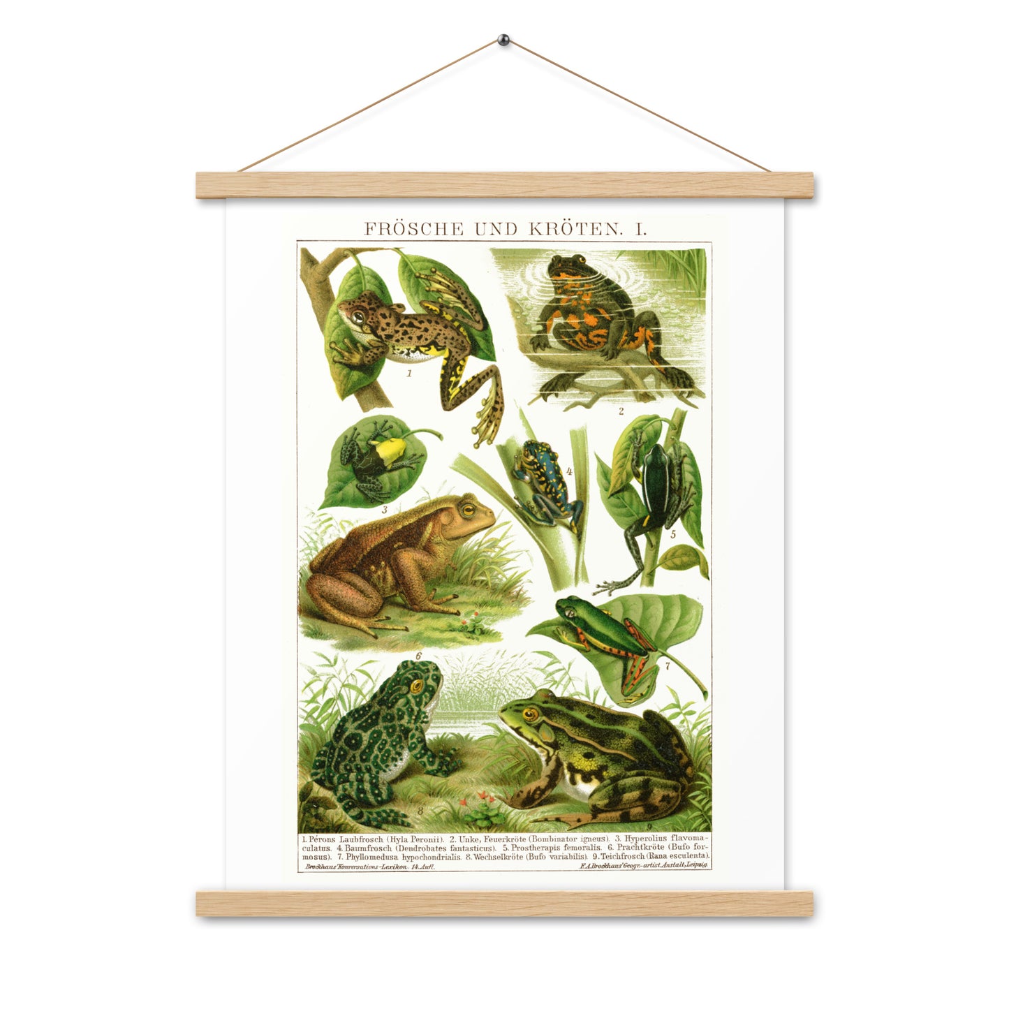 Frogs poster with wooden magnetic holder