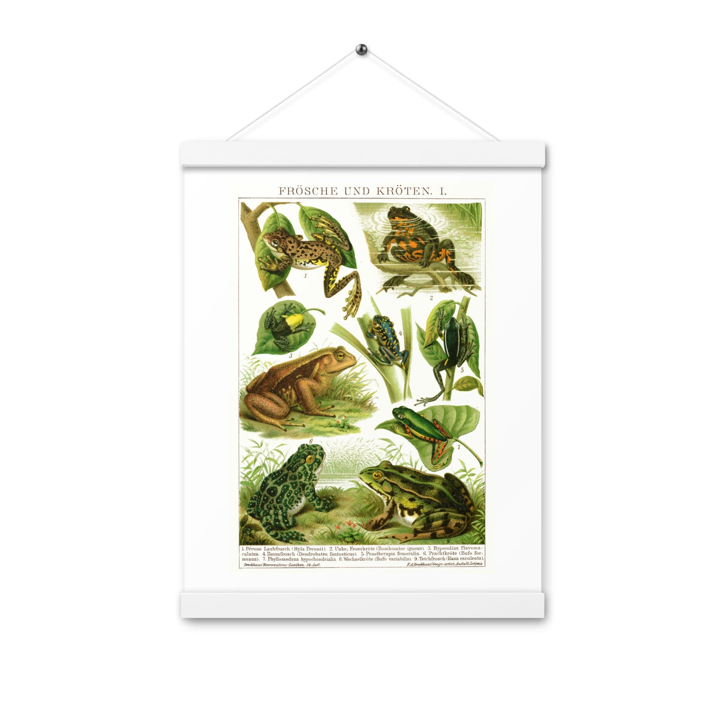 Frogs poster with wooden magnetic holder