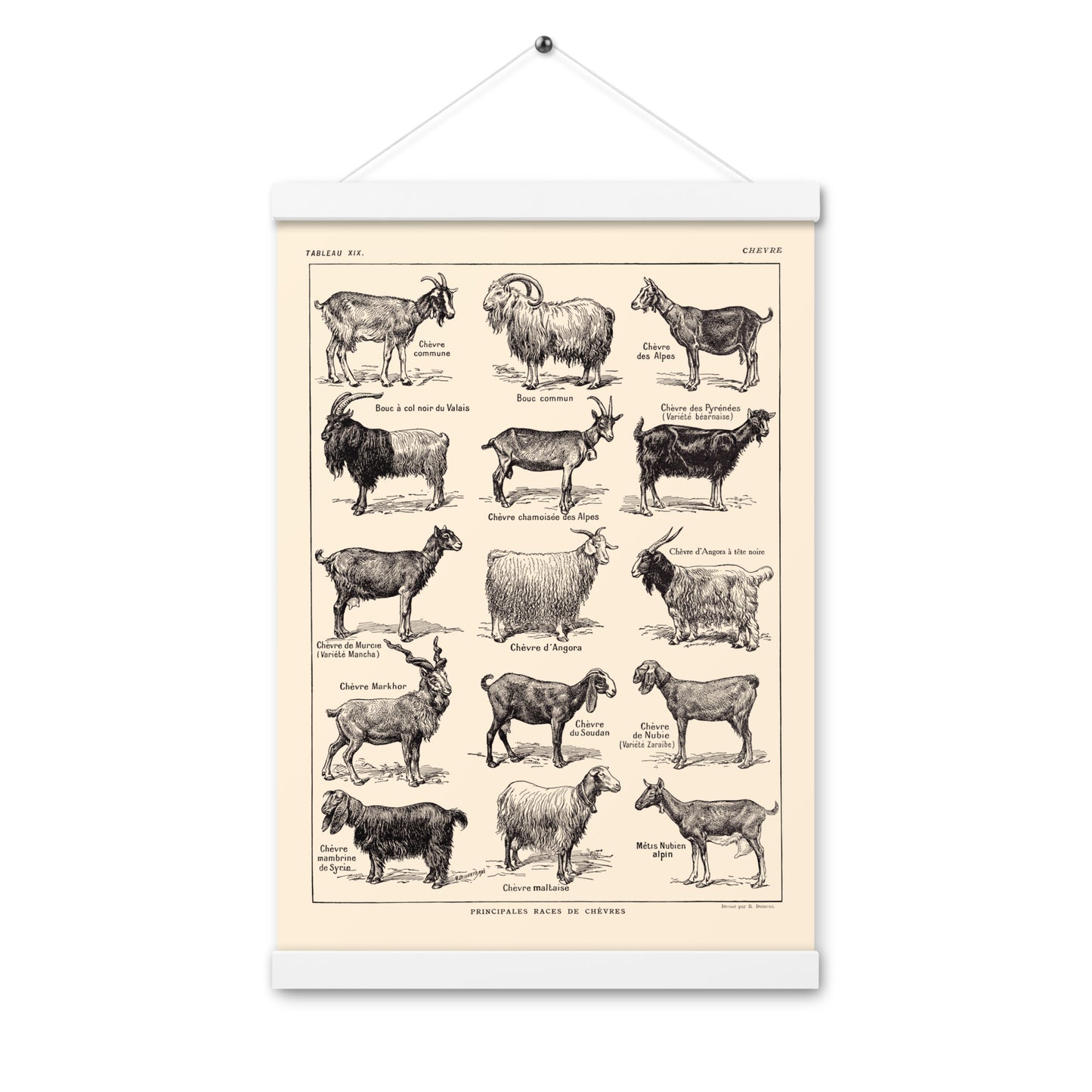 Beige Goats Poster + Magnetic Holder