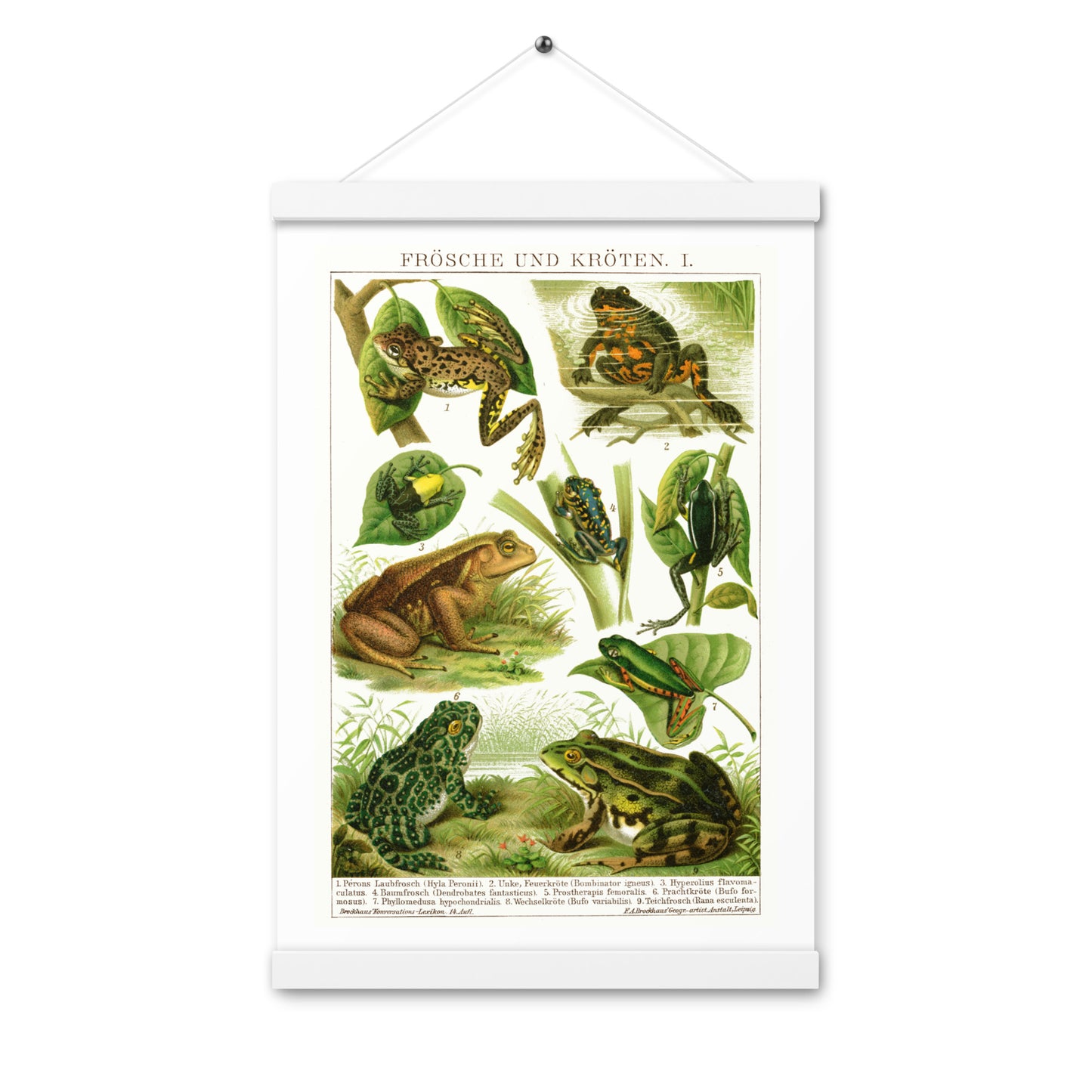 Frogs poster with wooden magnetic holder