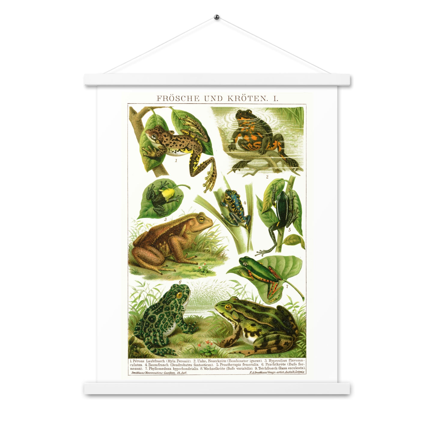 Frogs poster with wooden magnetic holder