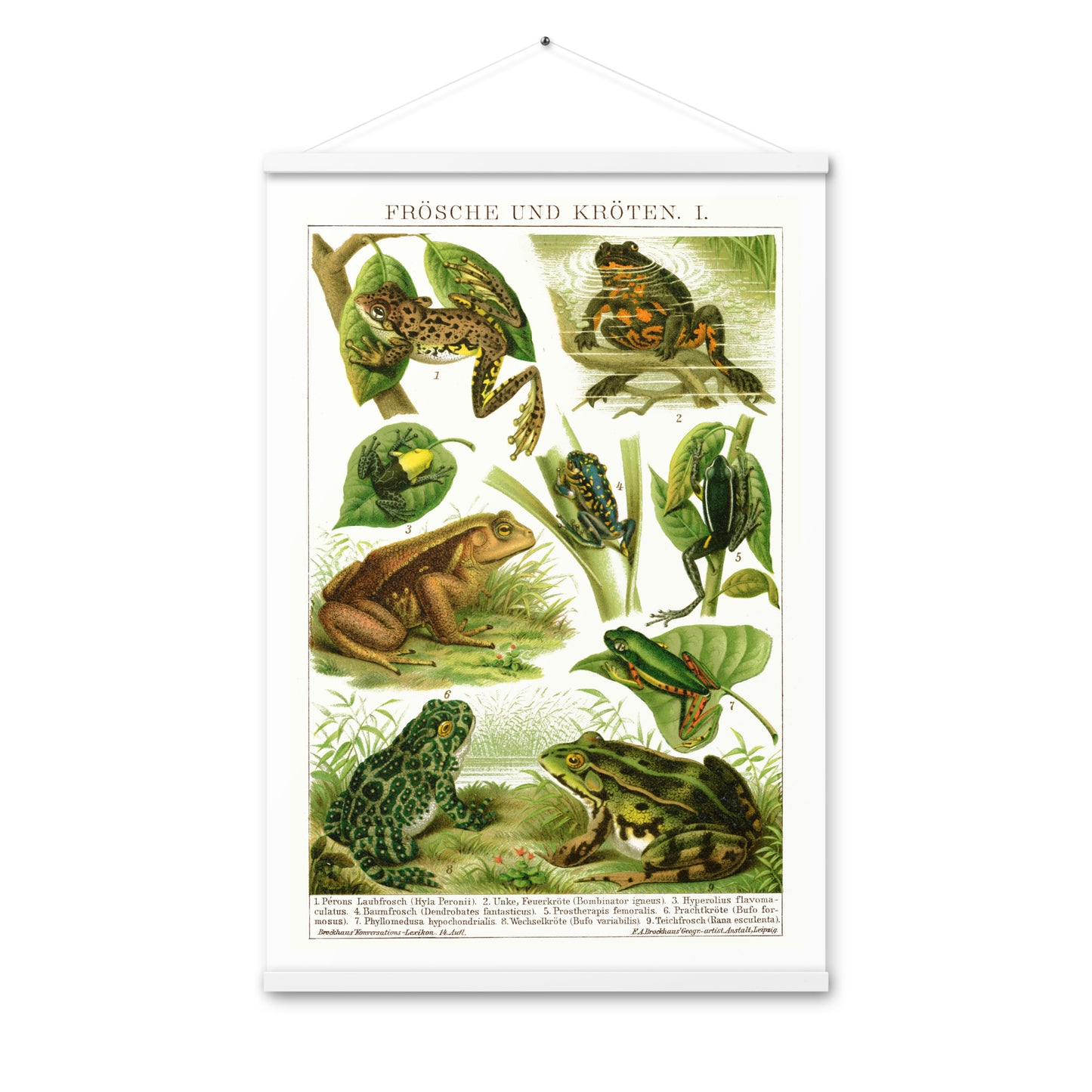 Frogs poster with wooden magnetic holder