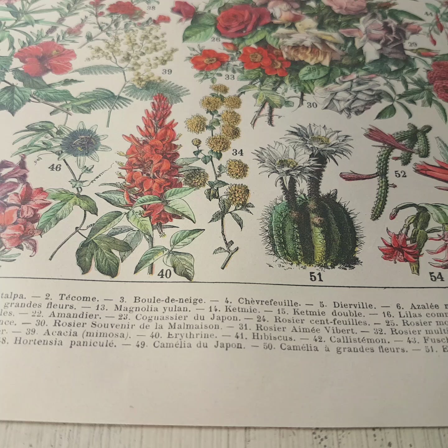 1897 Antique Exotic & Trees/Bushes Flowers Botanical Print