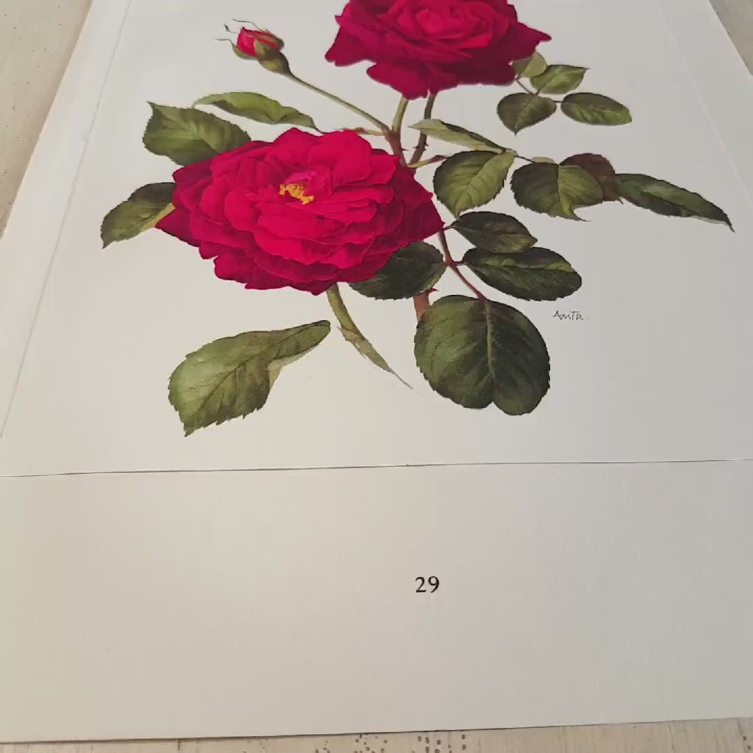 Red Rose art 1962 Vintage botanical art vintage floral illustration Guinee rose gift Red rose decor Floral decor Flower decor