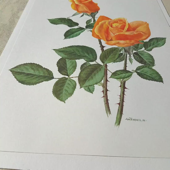 Orange rose poster 1967 Vintage Botanical art French country decor Vienna Charm Antique botanical art Antique Roses art Vintage roses gift