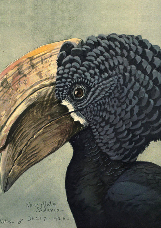 Crested Hornbill Poster by Louis Agassiz Fuertes