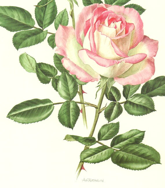 Pink rose flower poster, 1985 Vintage Fairy rose flower art Princess of Monaco rose flower print botanical art print botanical poster pink