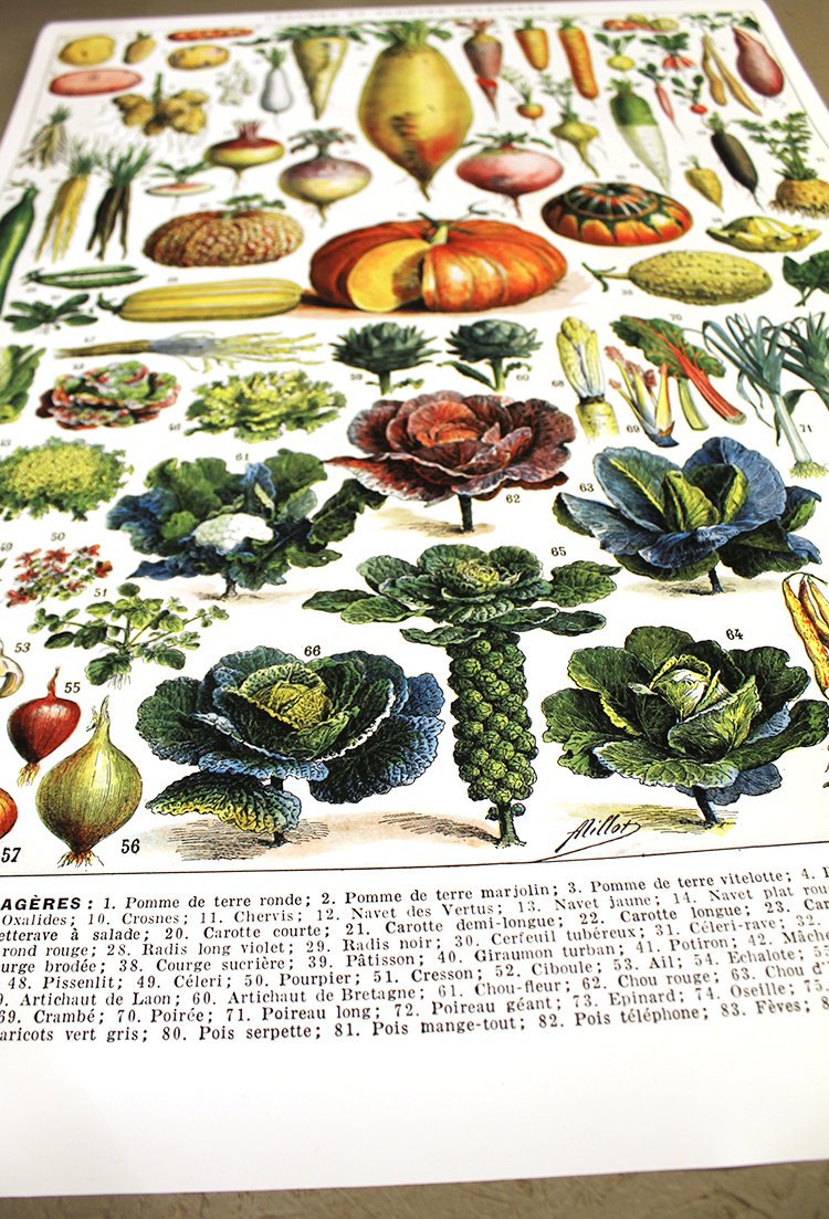 24x36" Vegetable Art print, Extra large kitchen decor