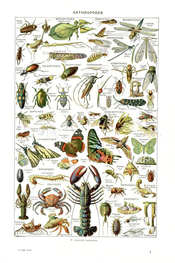 EU 24x36" large arthropods Art print, Vintage insect poster