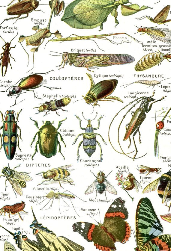 EU 24x36" large arthropods Art print, Vintage insect poster