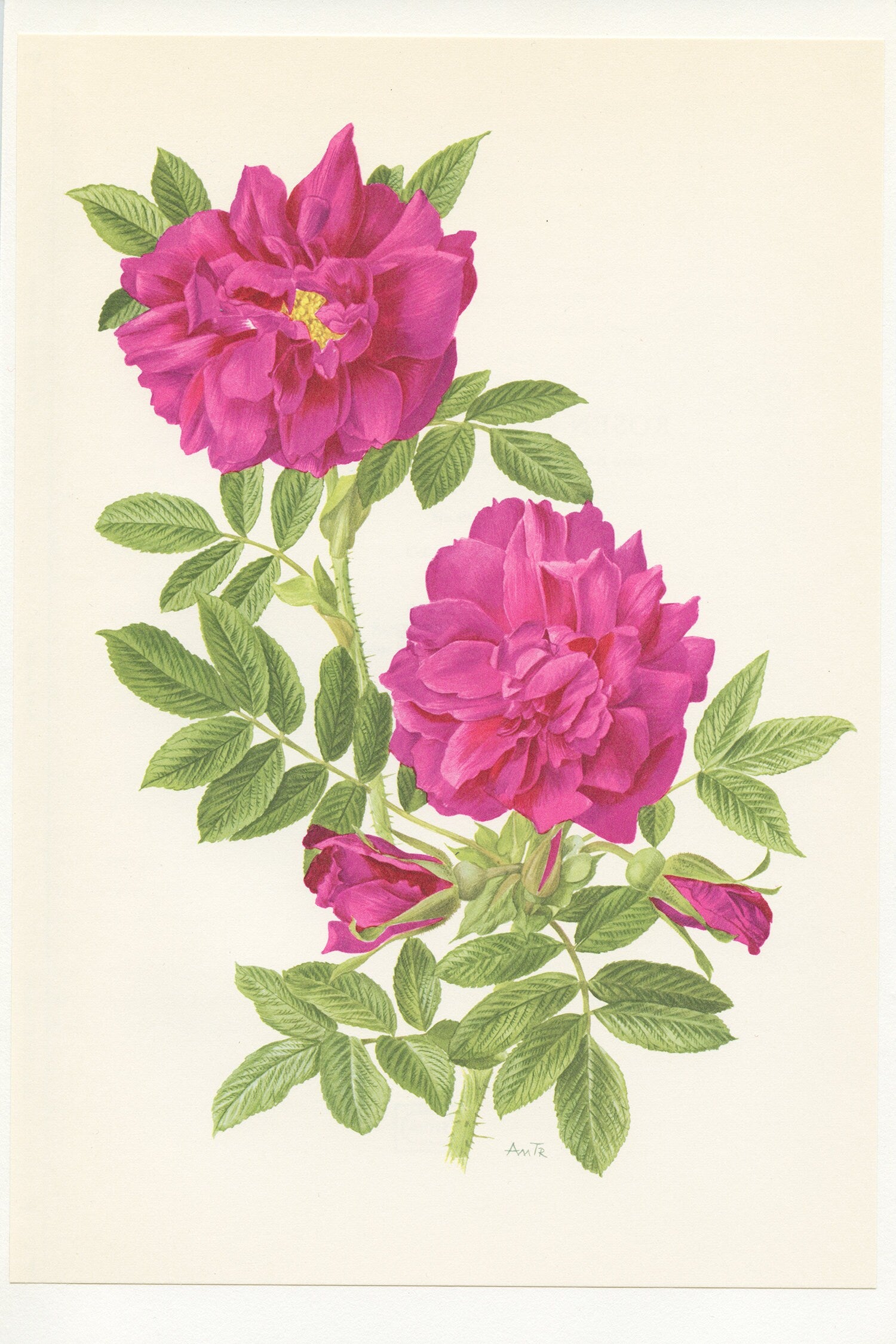 1962 Roseraie de l'Hay Purple Rose botanical print. Vintage pink old rose poster. Gardener gift. Flowers botanical art. French Country decor