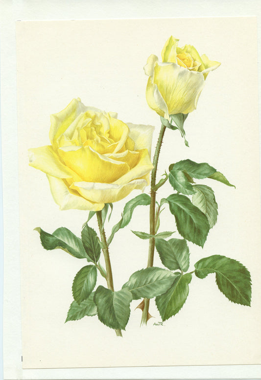 Pastel yellow Claudius rose poster from 1967. Vintage Botanical art French country decor. Antique Roses art Gardener gift. Floral wall decor