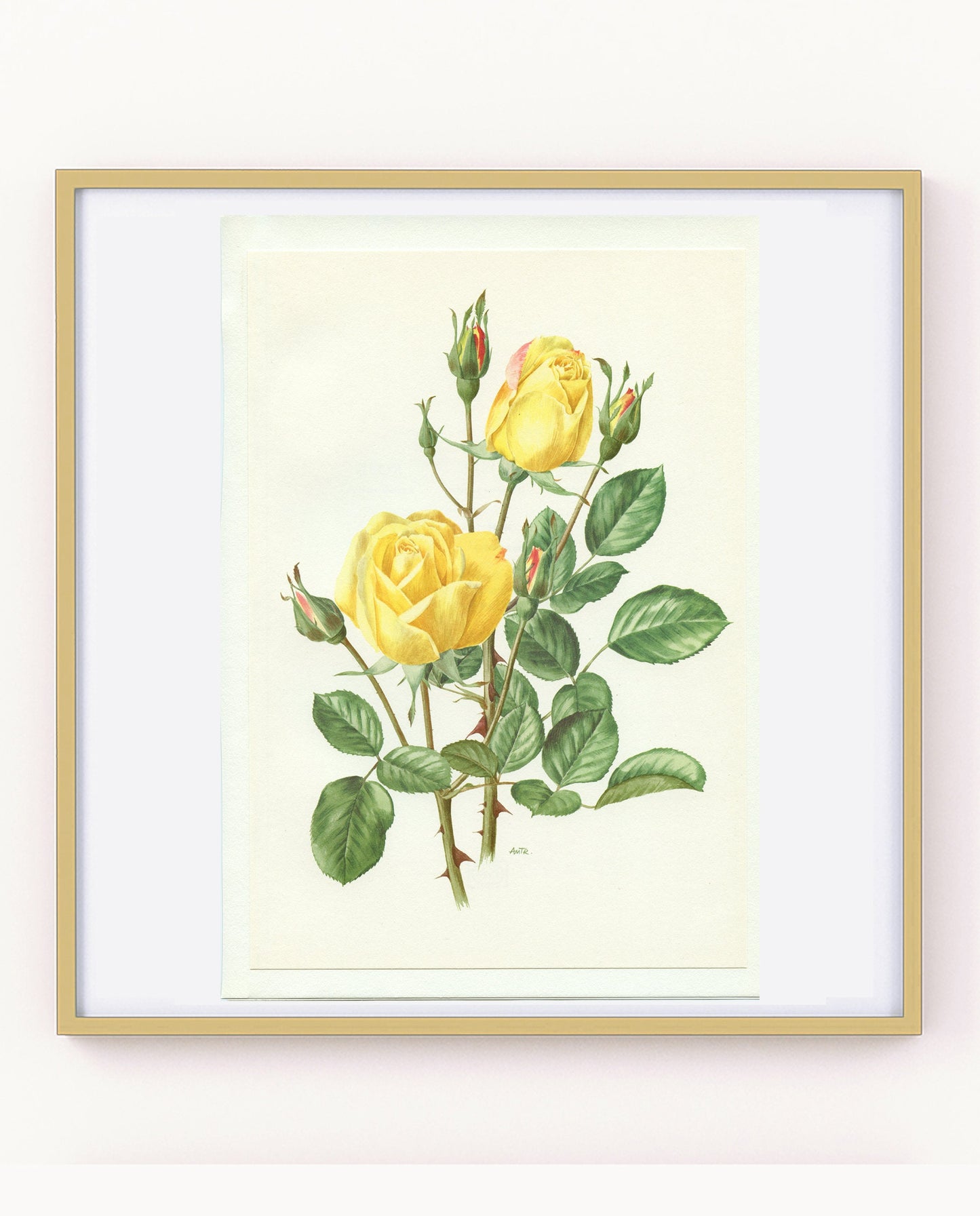 Yellow Arthur Bell rose poster 1967 Vintage Botanical art French country decor Antique botanical art Antique Roses art Vintage roses gift