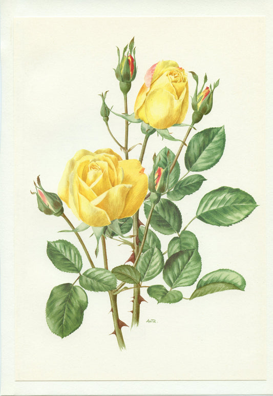 Yellow Arthur Bell rose poster 1967 Vintage Botanical art French country decor Antique botanical art Antique Roses art Vintage roses gift