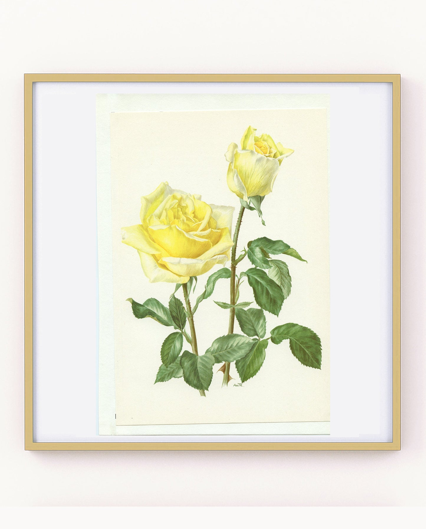 Pastel yellow Claudius rose poster from 1967. Vintage Botanical art French country decor. Antique Roses art Gardener gift. Floral wall decor