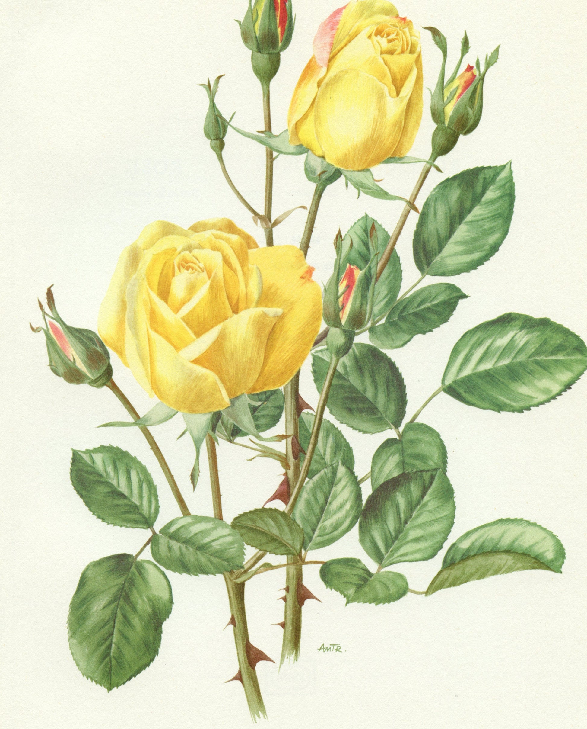 Yellow Arthur Bell rose poster 1967 Vintage Botanical art French country decor Antique botanical art Antique Roses art Vintage roses gift