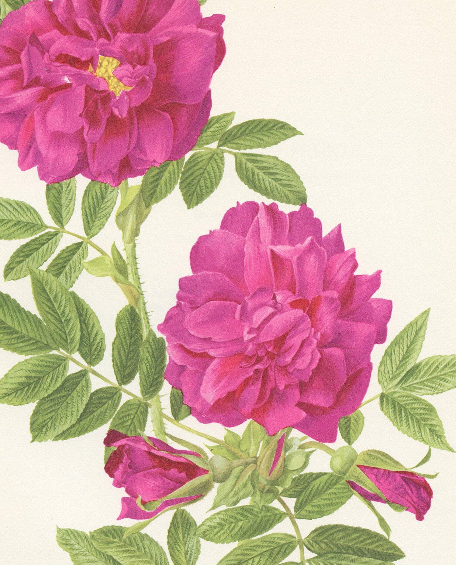 1962 Roseraie de l'Hay Purple Rose botanical print. Vintage pink old rose poster. Gardener gift. Flowers botanical art. French Country decor