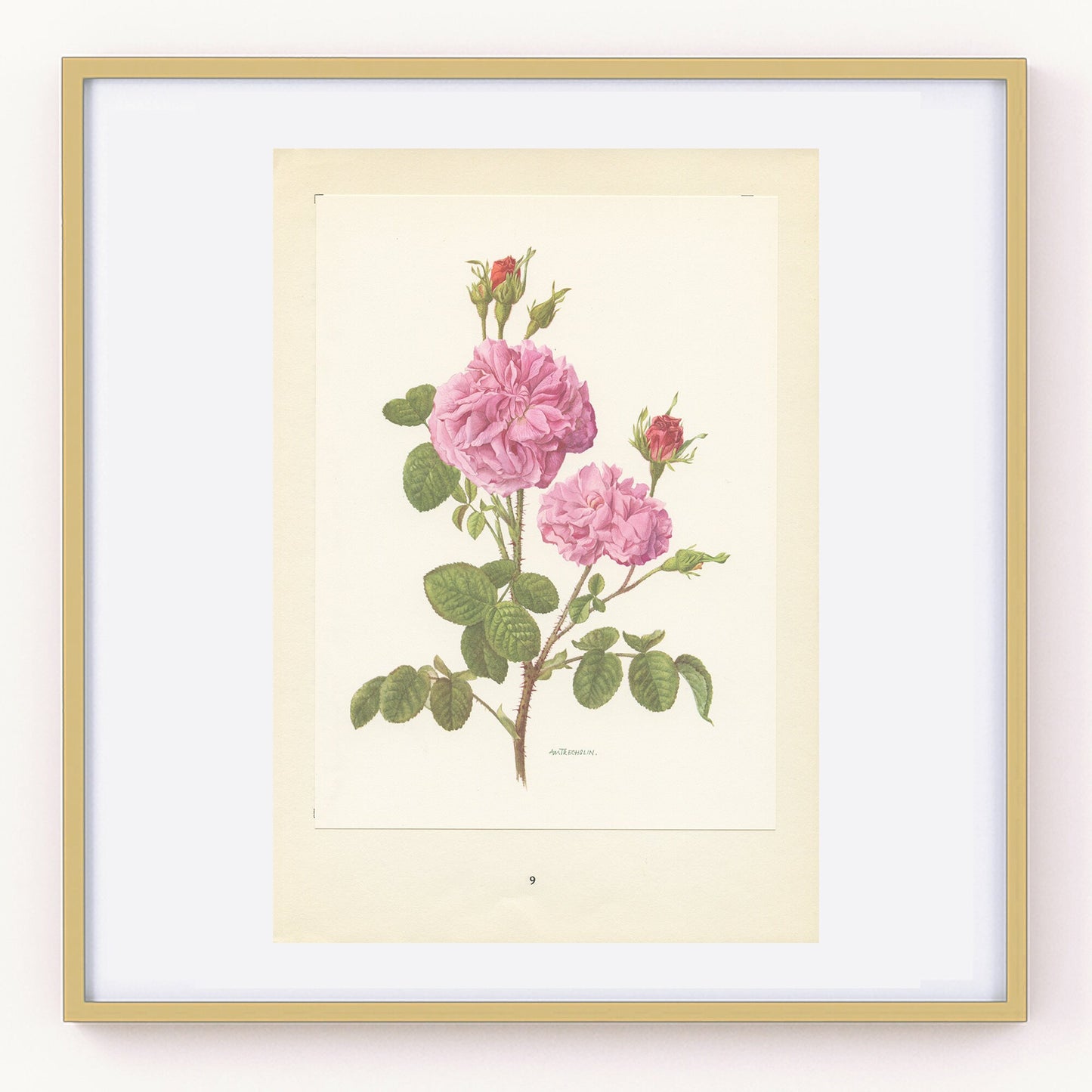 Rosa Gallica Damascena botanical print from 1962. Vintage Pink rose floral wall decor for French country cottage decor. Gardener gift plant