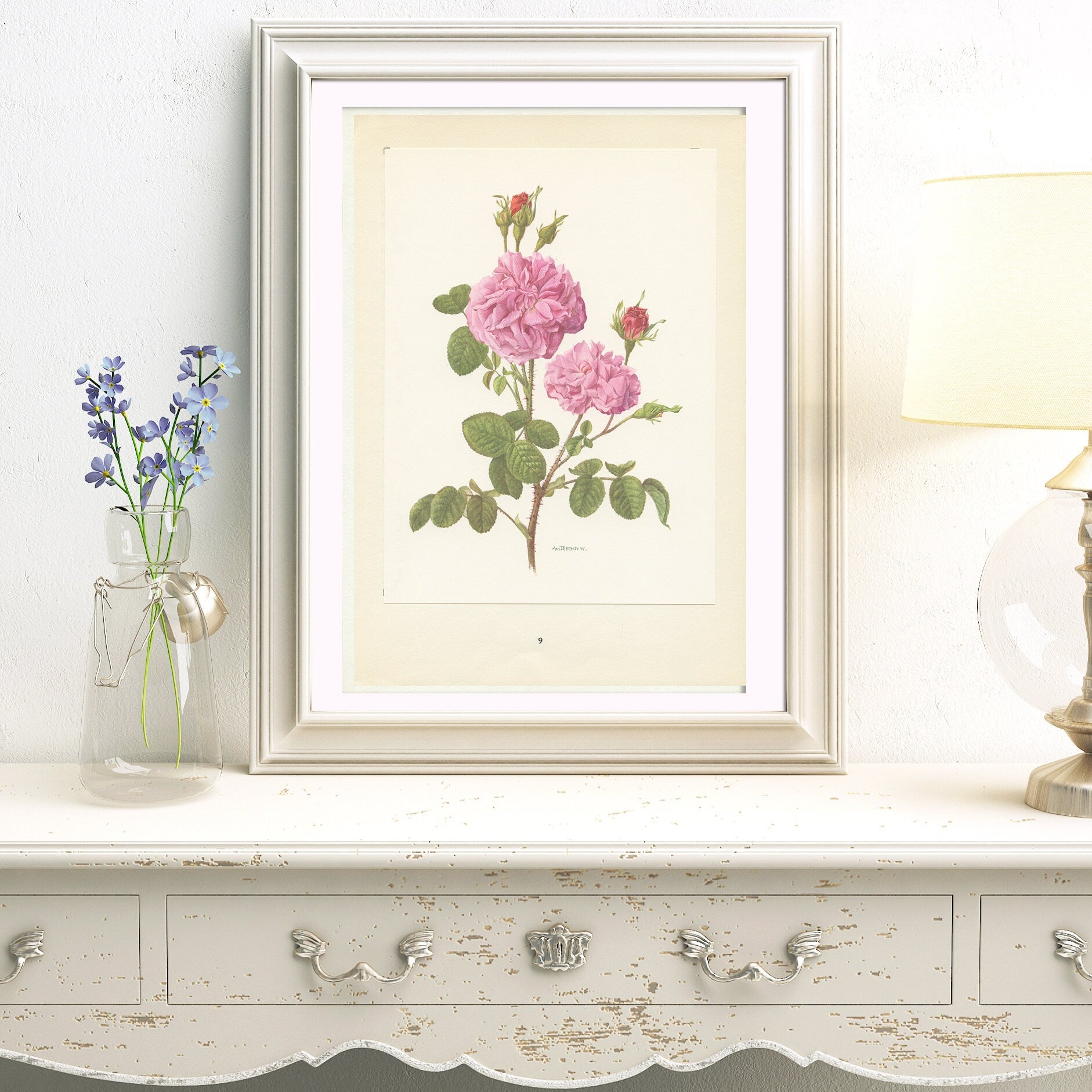 Rosa Gallica Damascena botanical print from 1962. Vintage Pink rose floral wall decor for French country cottage decor. Gardener gift plant