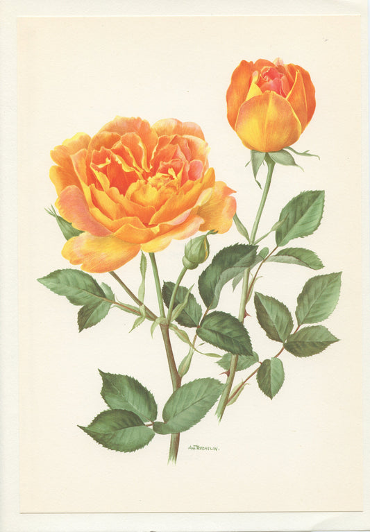 1967 Amitié rose print. Vintage Botanical art French country decor. Orange Antique botanical art. Friendship roses gift for gardener mom