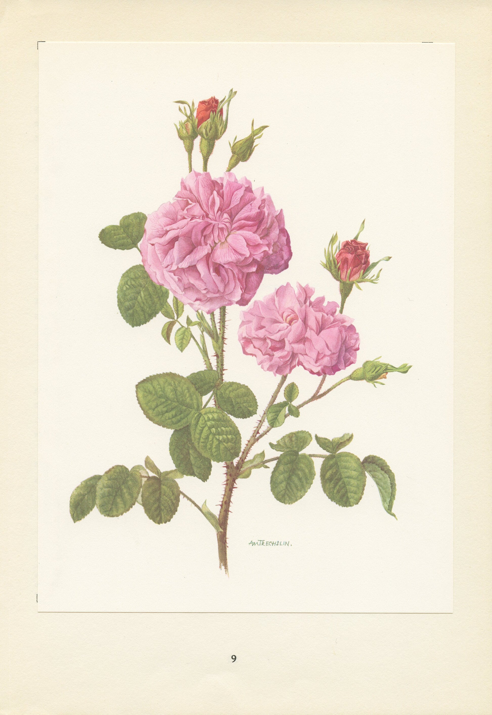 Rosa Gallica Damascena botanical print from 1962. Vintage Pink rose floral wall decor for French country cottage decor. Gardener gift plant