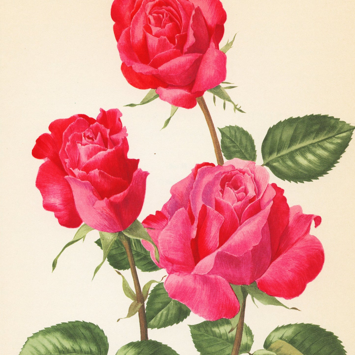 Dark pink roses botanical art 1962. Vintage Cassin rose botanical print for French country decor. Floral nursery decor girl Flower wall art