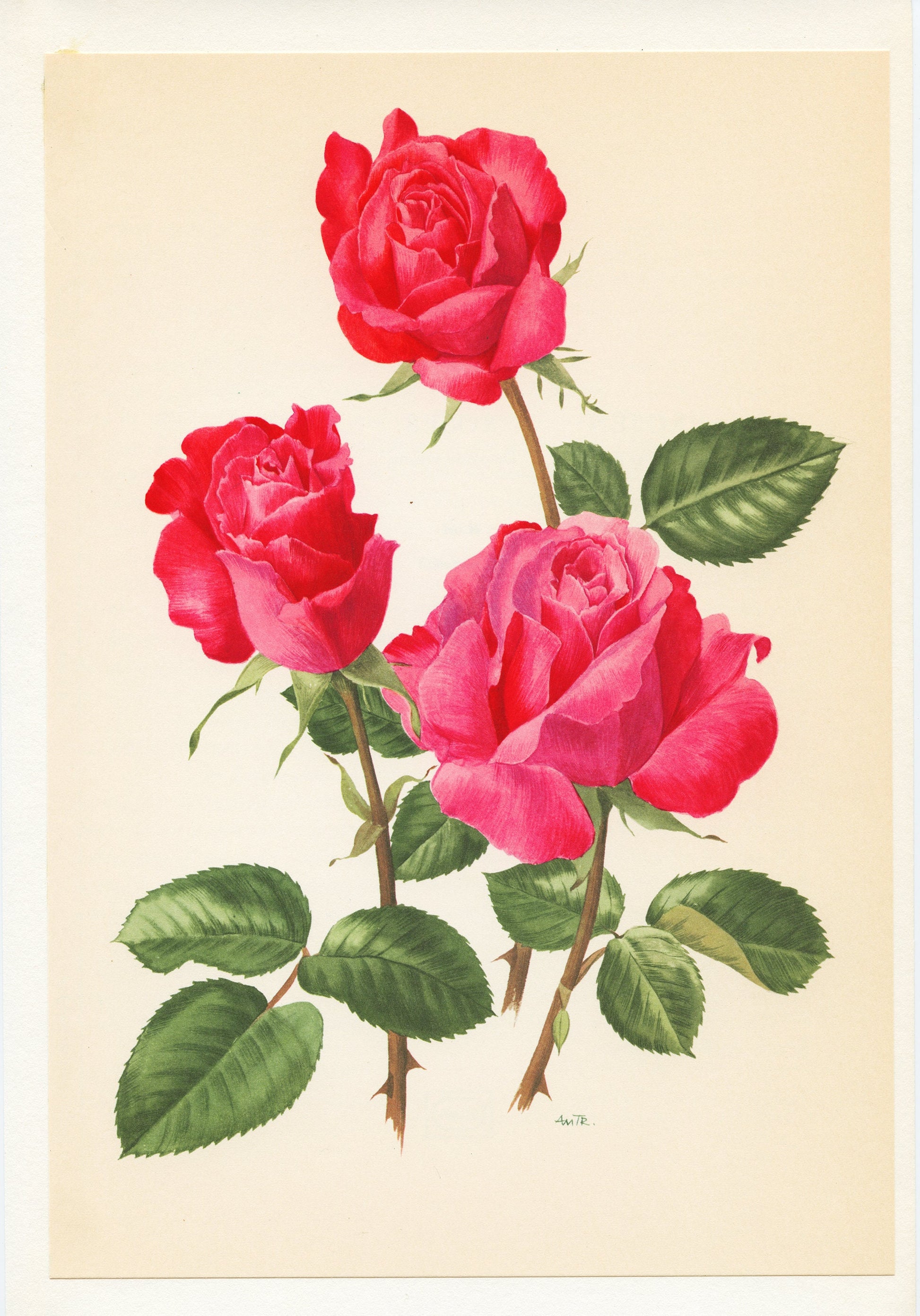 Dark pink roses botanical art 1962. Vintage Cassin rose botanical print for French country decor. Floral nursery decor girl Flower wall art