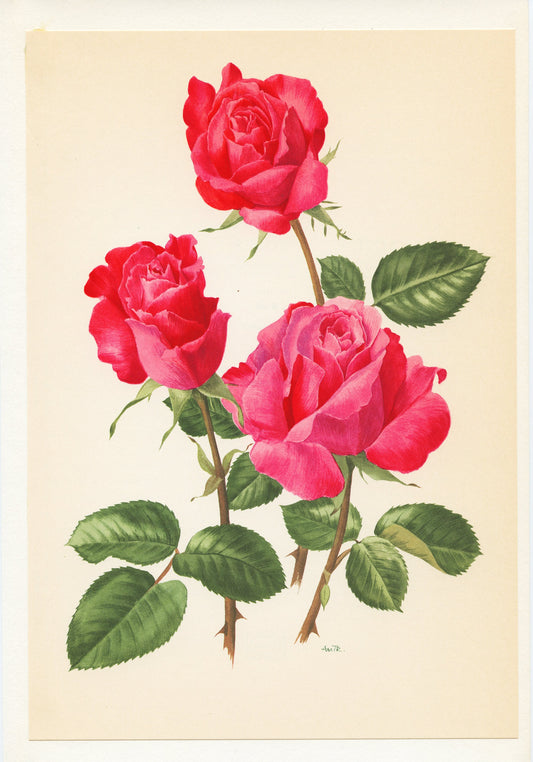 Dark pink roses botanical art 1962. Vintage Cassin rose botanical print for French country decor. Floral nursery decor girl Flower wall art