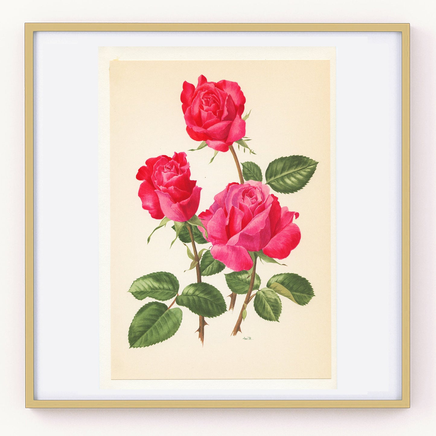 Dark pink roses botanical art 1962. Vintage Cassin rose botanical print for French country decor. Floral nursery decor girl Flower wall art