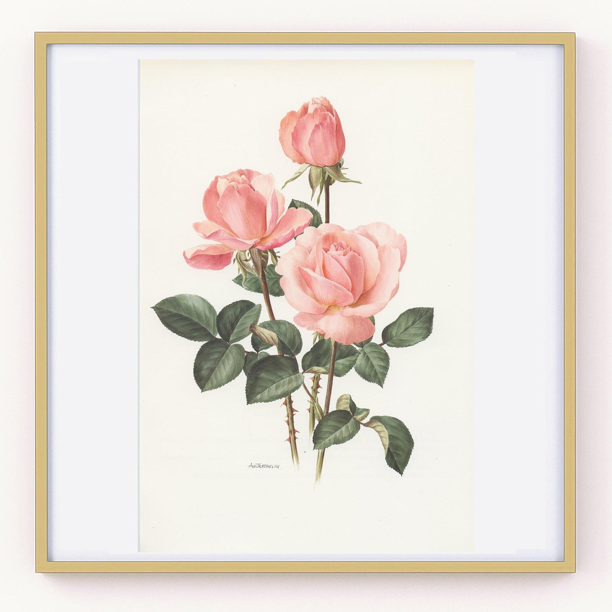 Pale pink Castel Versailles botanical Rose print from 1985. Vintage rose art print, vintage botanical art botanical poster print pink roses