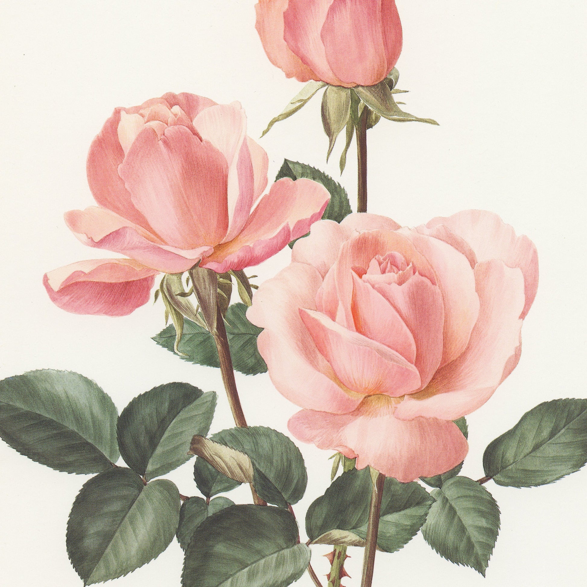 Pale pink Castel Versailles botanical Rose print from 1985. Vintage rose art print, vintage botanical art botanical poster print pink roses