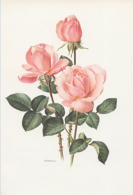 Pale pink Castel Versailles botanical Rose print from 1985. Vintage rose art print, vintage botanical art botanical poster print pink roses