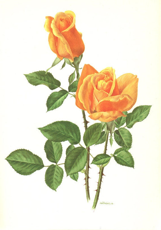 Orange rose poster 1967 Vintage Botanical art French country decor Vienna Charm Antique botanical art Antique Roses art Vintage roses gift