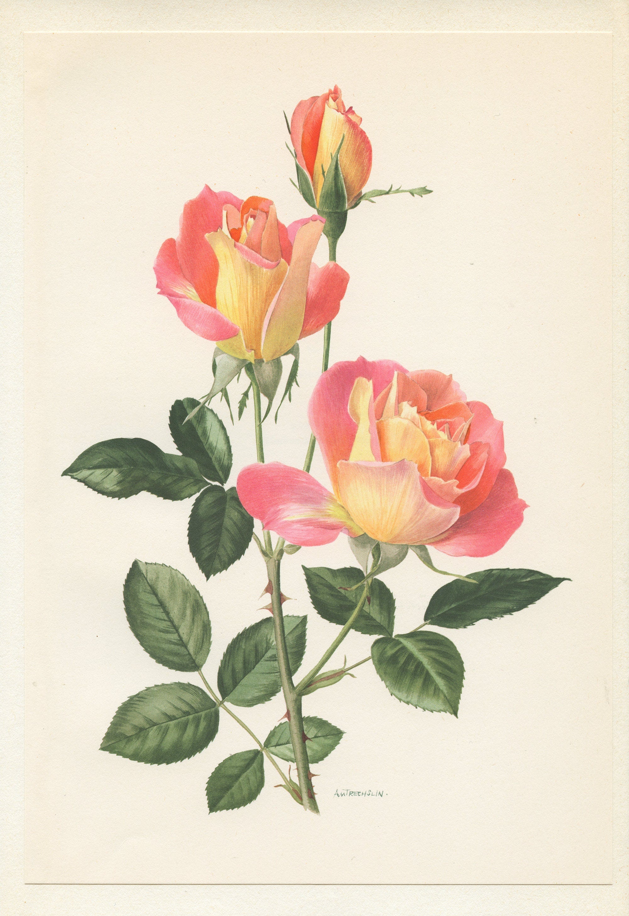 Greem Rose Print Botanical Rose Print