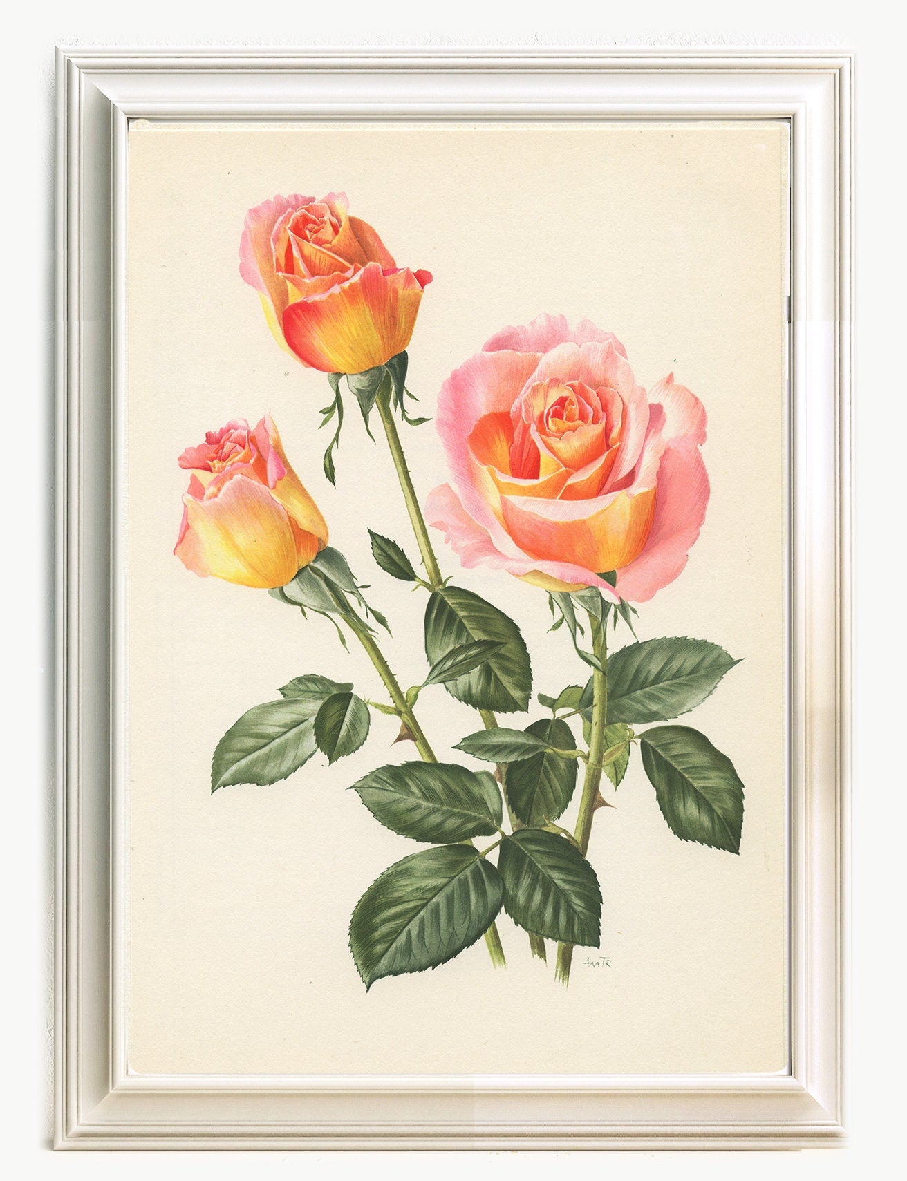 1967 Silva rose flower. Small vintage botanical prints. Coral Pink French country decor floral  wall art. Plant teacher gardener gift.