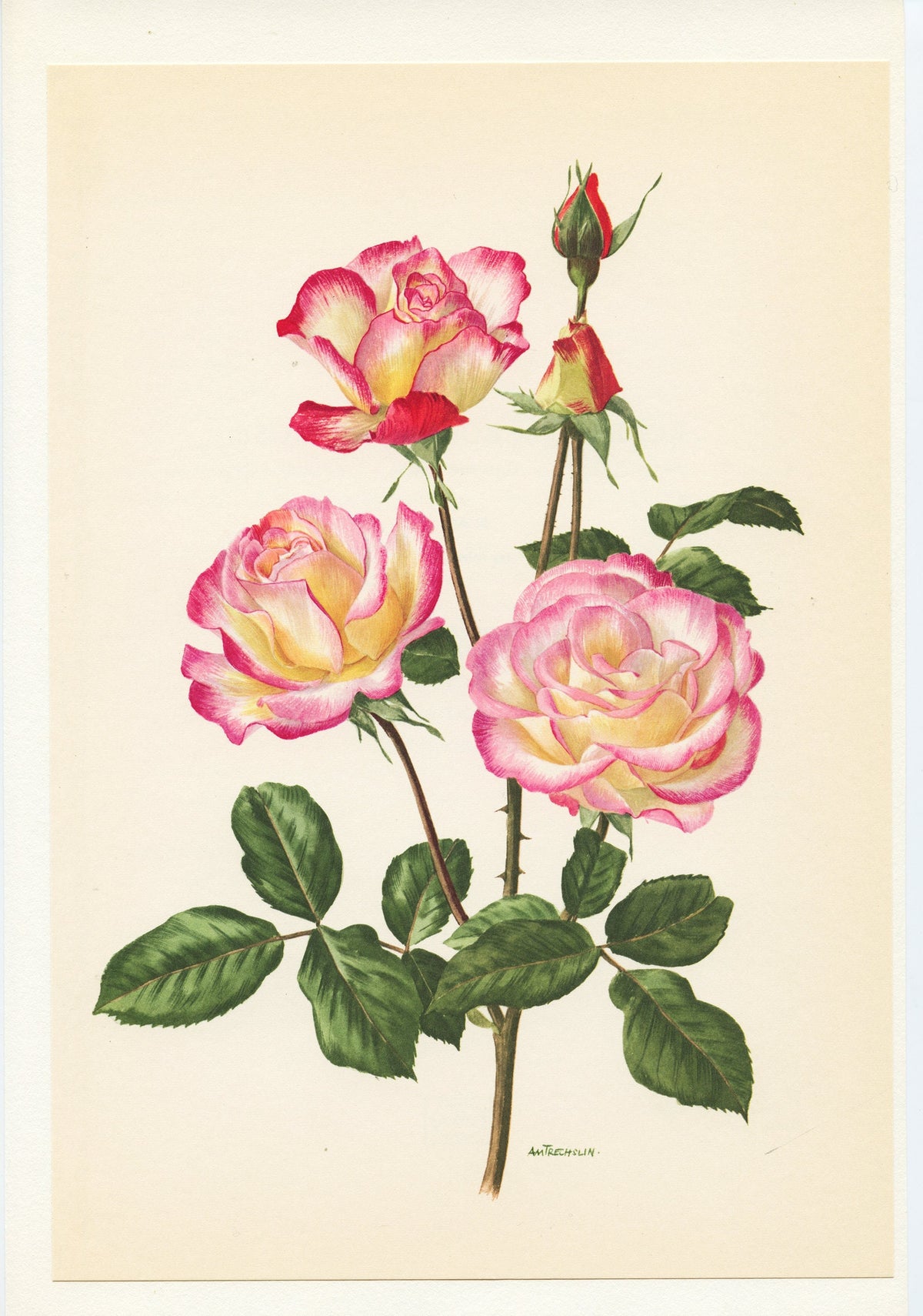 Hansel Roses 1962 Vintage pink Haendel rose print