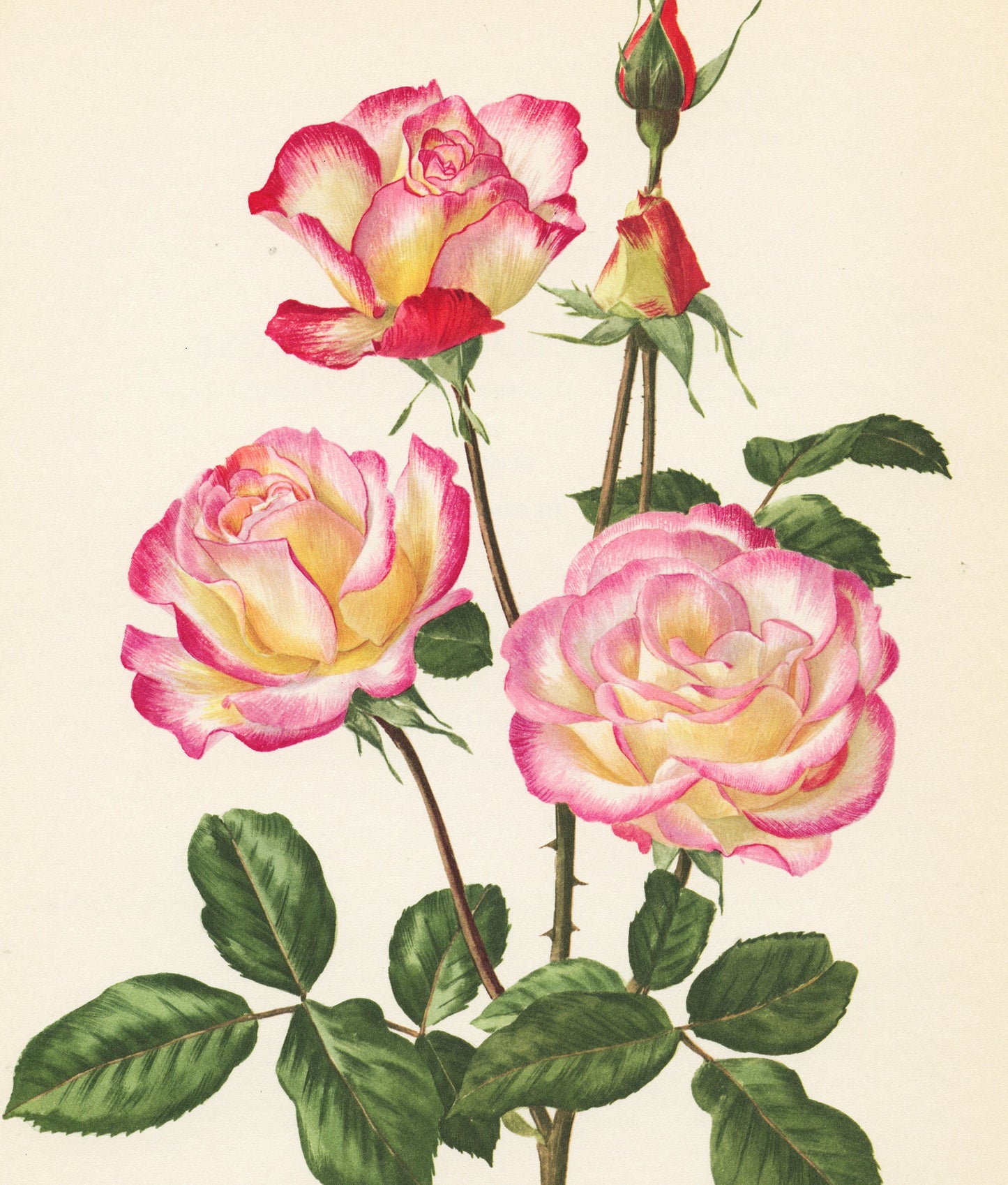 Haendel Pink Roses art 1962 Vintage Botanical art. Floral print French country decor Roses decor. Botanical poster Teacher gift for musician