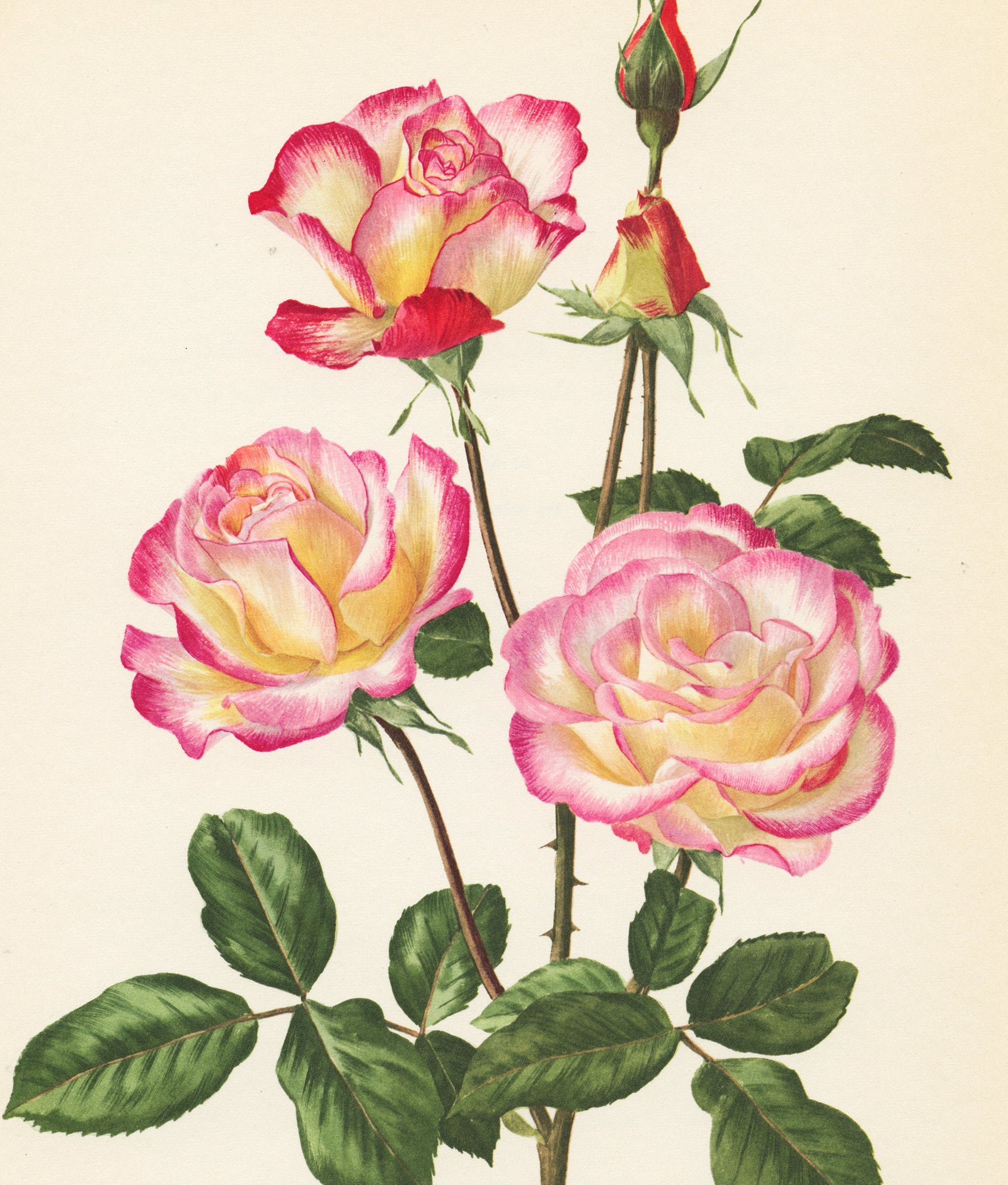 Haendel Pink Roses art 1962 Vintage Botanical art. Floral print French country decor Roses decor. Botanical poster Teacher gift for musician