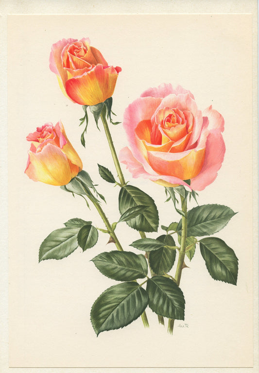 1967 Silva rose flower. Small vintage botanical prints. Coral Pink French country decor floral  wall art. Plant teacher gardener gift.